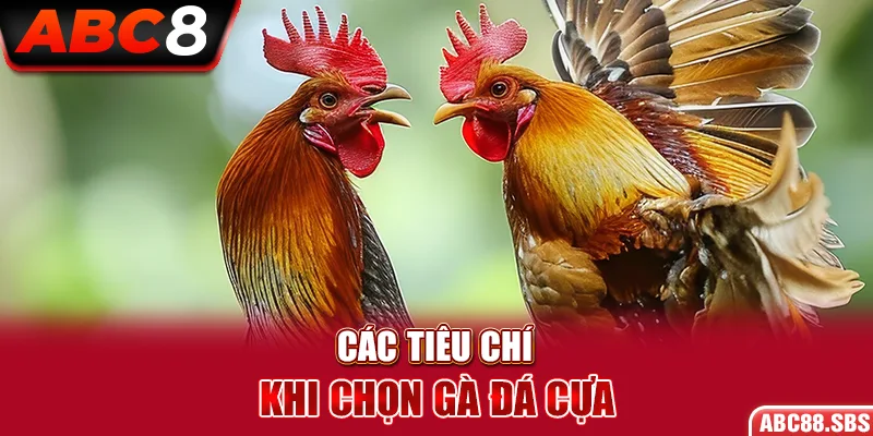 Các tiêu chí quan trọng trong cách chọn gà đá cựa