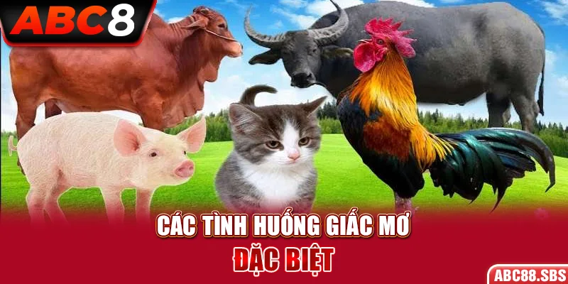 Các tình huống giấc mơ đặc biệt