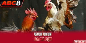 Cách Chọn Gà Đá Cựa