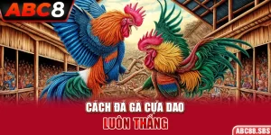 Cách Đá Gà Cựa Dao Luôn Thắng