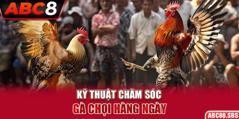 Kỹ Thuật Chăm Sóc Gà Chọi Hàng Ngày