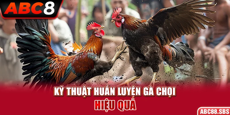 Kỹ Thuật Huấn Luyện Gà Chọi Hiệu Quả