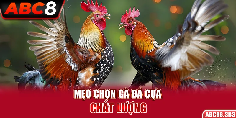 Các mẹo và kỹ thuật để chọn gà đá cựa chất lượng